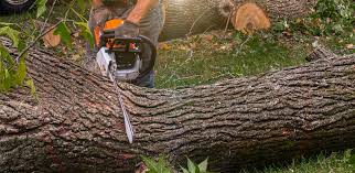 Trusted Altamont, OR Tree Care Experts