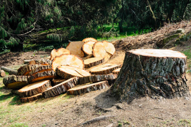 How Our Tree Care Process Works  in  Altamont, OR